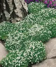 Rośliny okrywowe